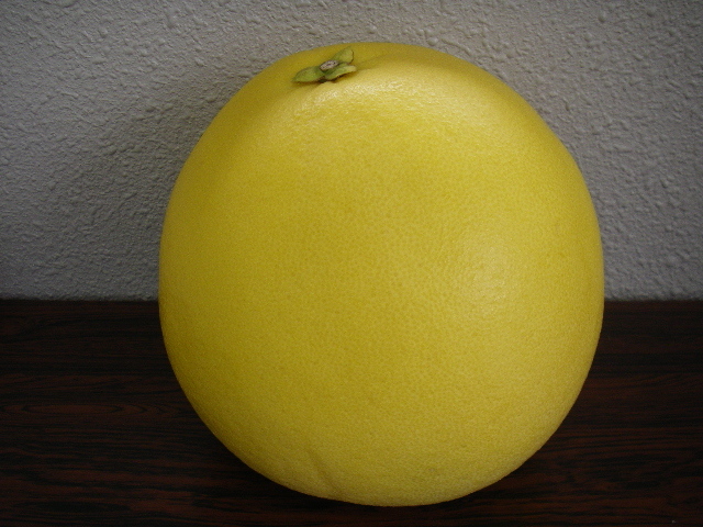 晩白柚(ザボンの一種 2012.02.12).JPG