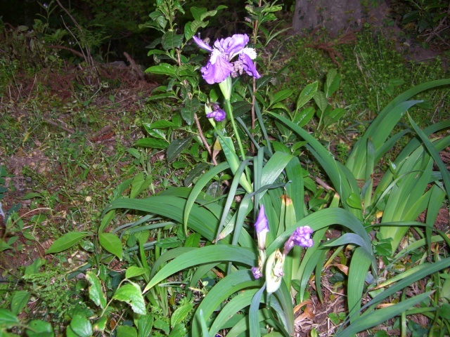 紫ハナショウブ(CG2639).JPG