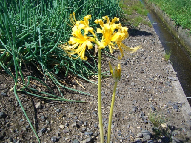 黄色いヒガンバナ(CG2893).JPG